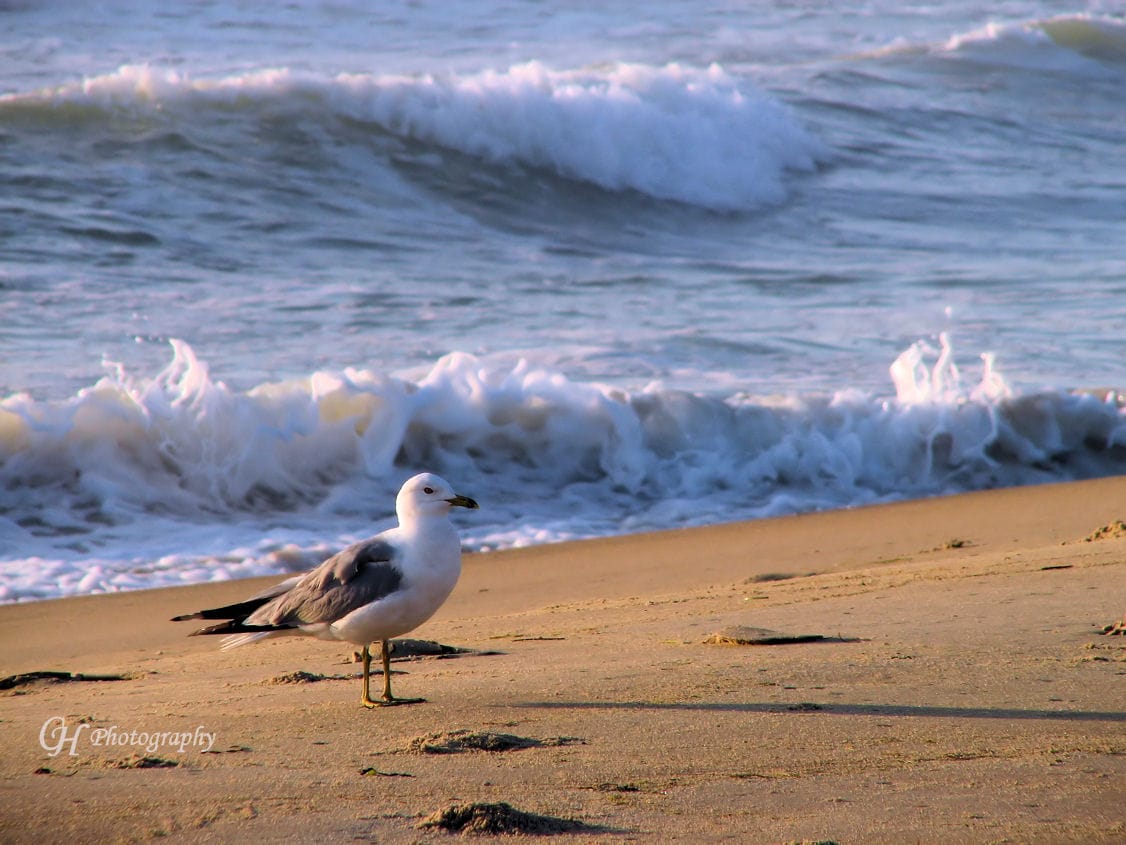 seagull
