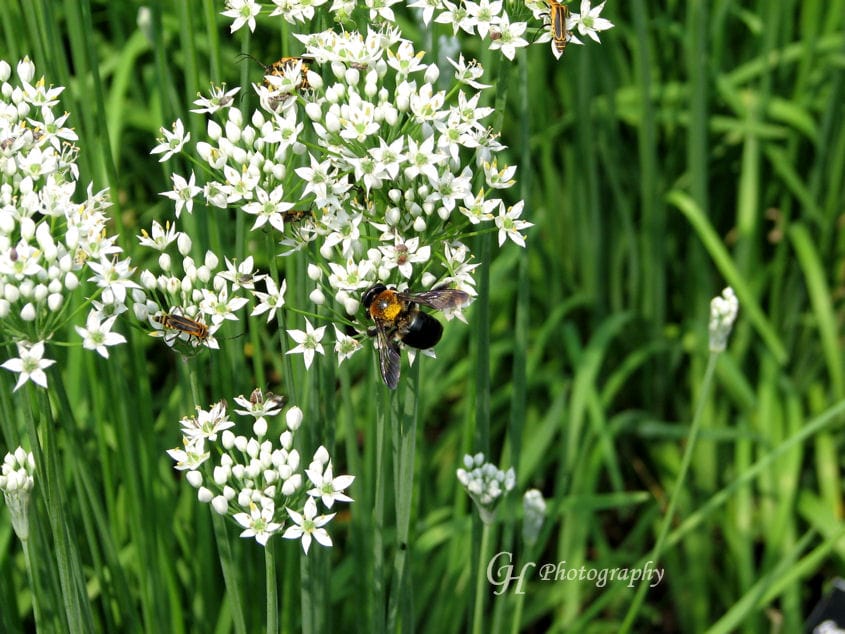 bumble-bee