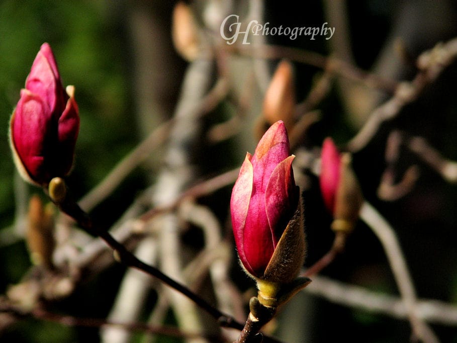 baby-buds