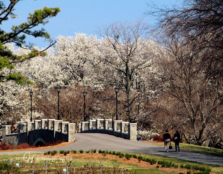popcorn-trees
