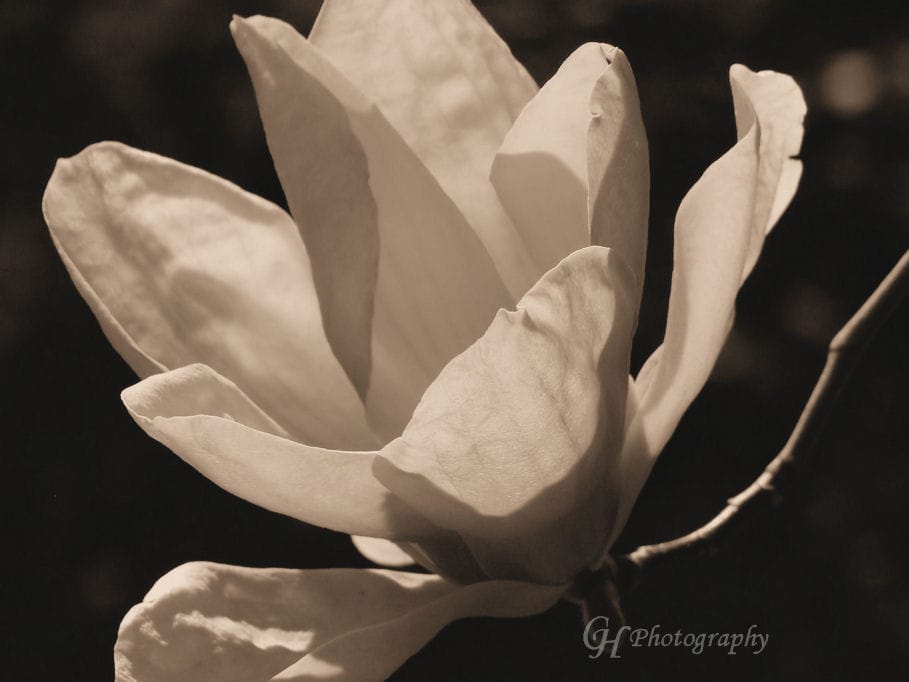 spring-drama