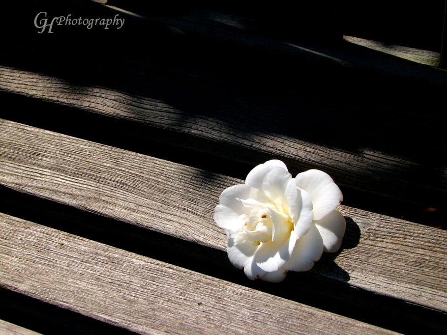 waning-beauty