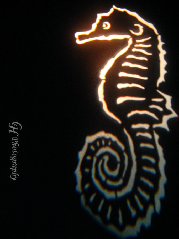 glowing-sea-life