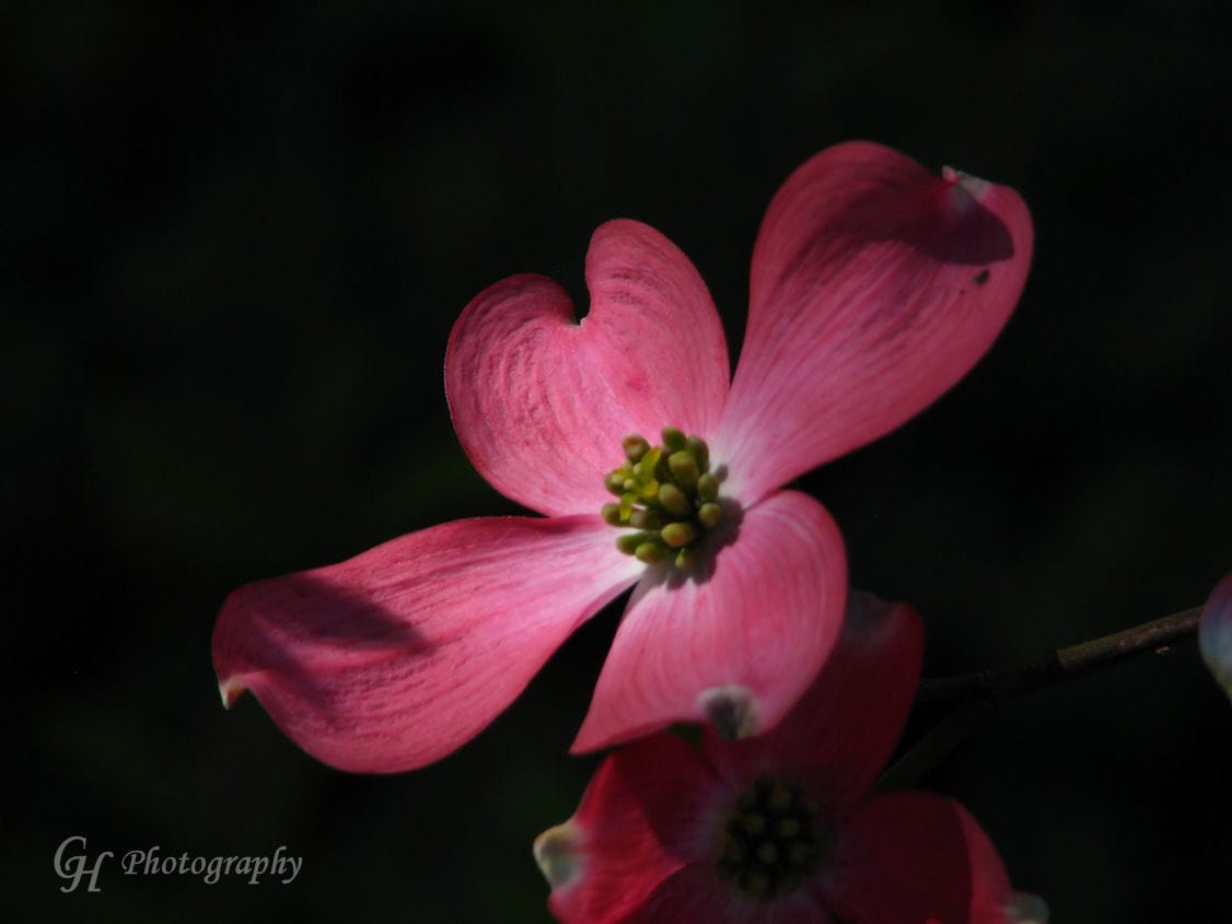 soft-spring