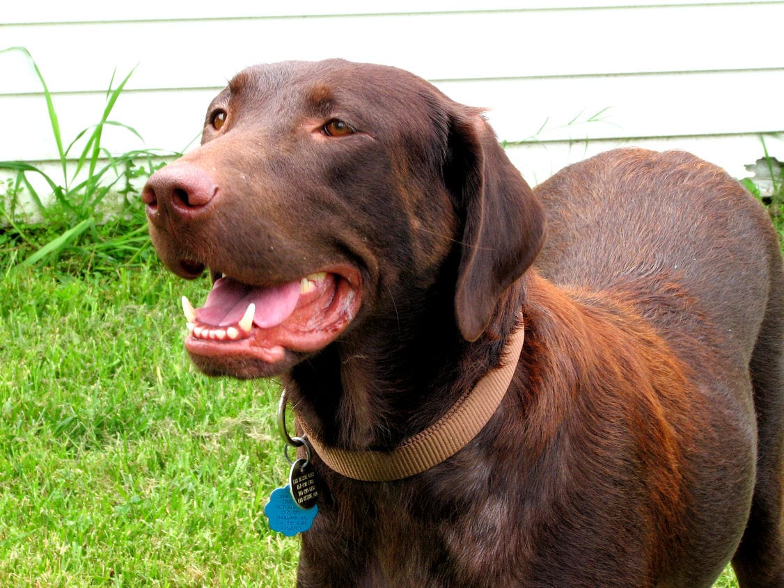 Maggie -1