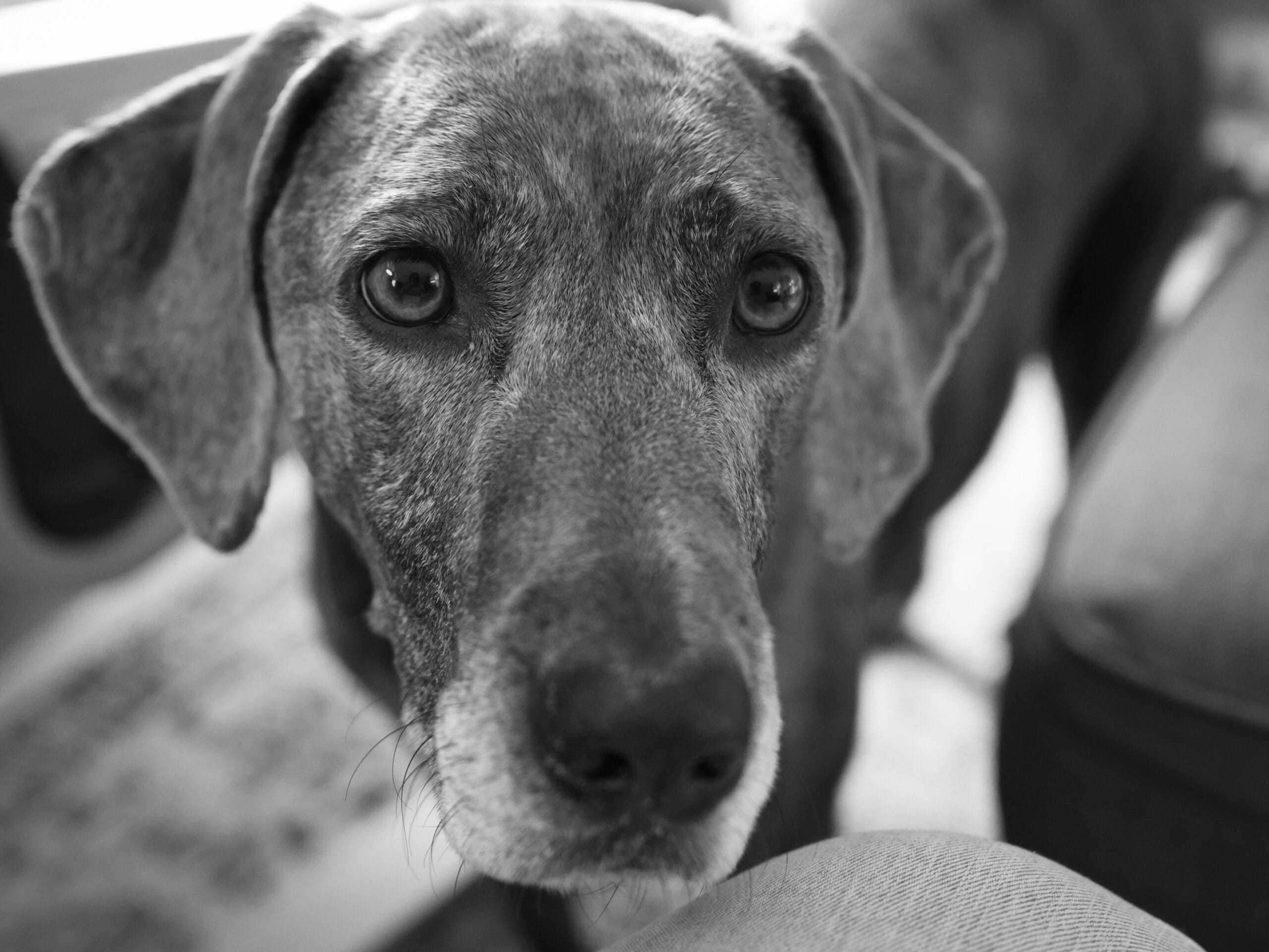 Dog Rescues … or people rescues?