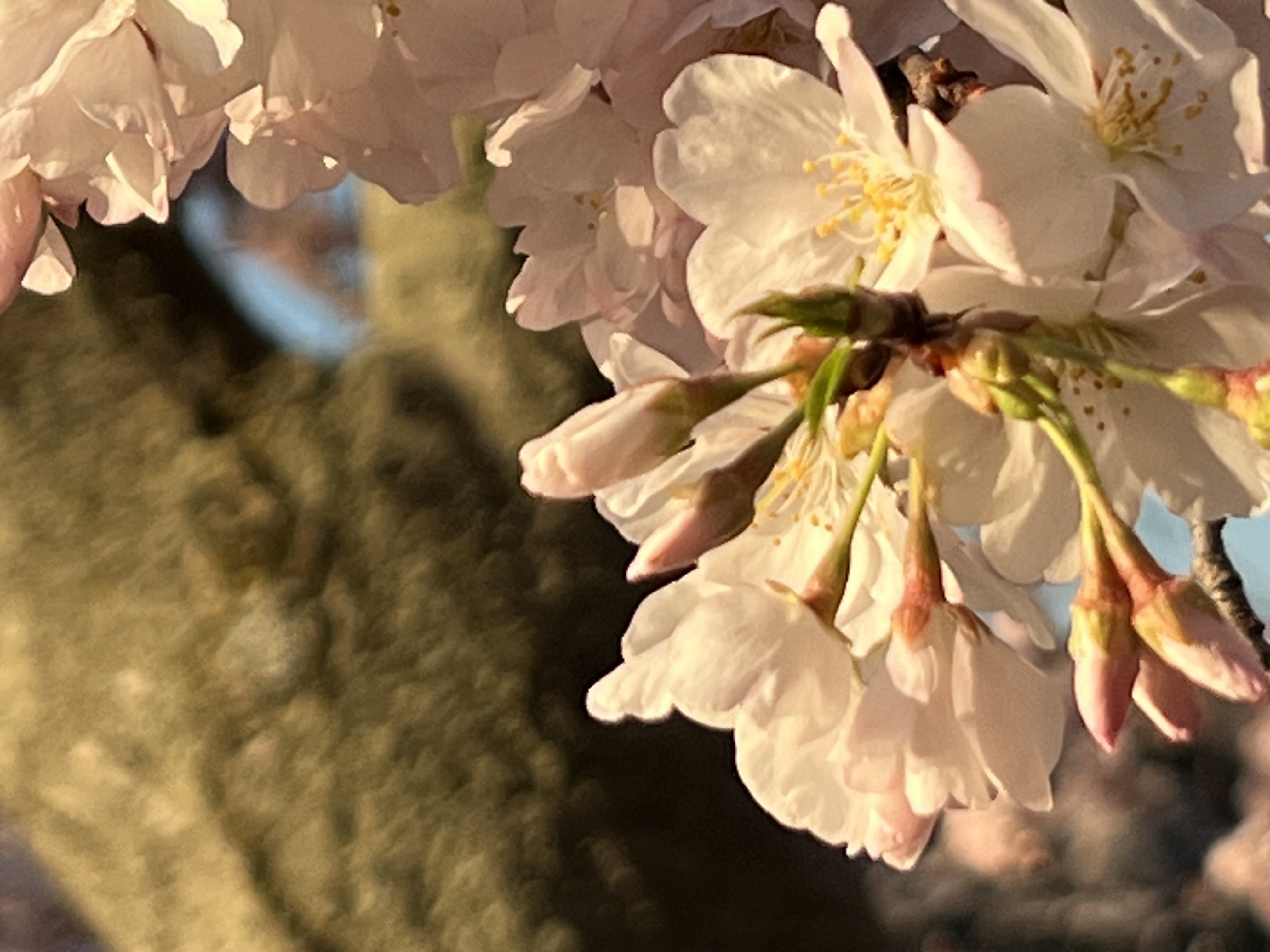 Cherry Blossoms
