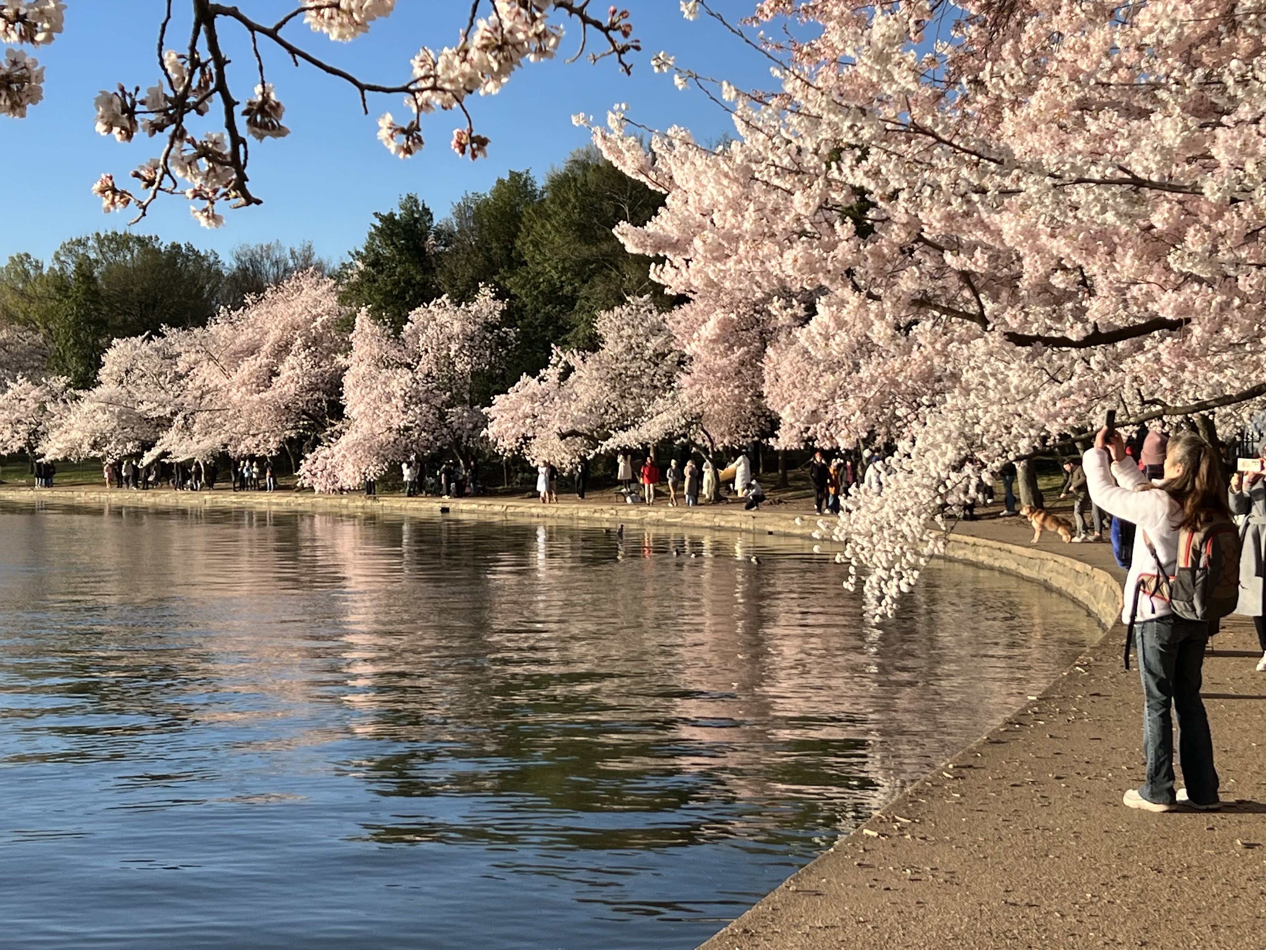 Cherry blossom trees in bloom
